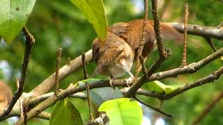 Scalybreasted Munia，（Lonchura punctulata），斑文鸟 [upl. by Yhprum]