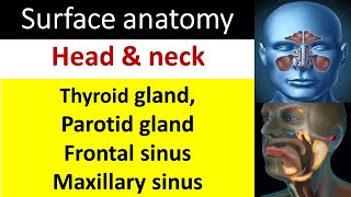 Surface marking of head and neck Part B [upl. by Mommy]