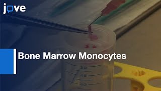 Bone Marrow Derived Monocytes Isolation and IV Injections  Protocol Preview [upl. by Eelyr770]