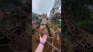 Feeding Giraffes in Kenya [upl. by Etyak339]