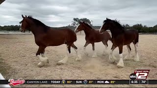 Budweiser Clydesdales return to San Antonio for Fiesta [upl. by Yttisahc598]