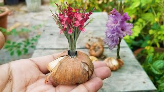 How To Plant Grow and Care for Gladiolus Flowers  Gladiolus Bulbs Growing Season [upl. by Ulric264]