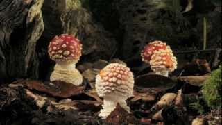 Fly agaric growing and dying time lapse [upl. by Legin]