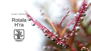 Rotala rotundifolia Hra [upl. by Asiil818]