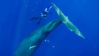 The Best Whale Moments Captured on Film  Top 5  BBC Earth [upl. by Okiram309]