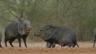 Javelinas fighting [upl. by Samanthia976]