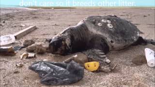 What are the effects of Littering [upl. by Marnie]