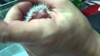 Bottle Feeding Baby Hedgehogs July 30th [upl. by Anyl]