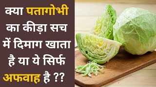 Cabbage tapeworm eats brain truth or myth पत्ता गोभी में क्या सच में दिमाग खाने वाला कीड़ा होता है [upl. by Aryk339]