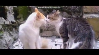 gatos peleando parodia [upl. by Renelle714]