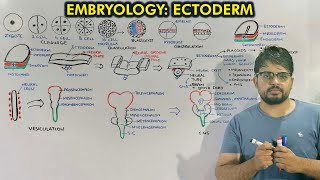 Neurulation and Organogenesis from Ectoderm  Embryology of Ectoderm [upl. by Aicad]