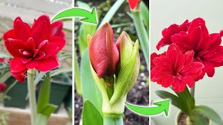 How to Make Amaryllis Rebloom  An Interesting Fact about Amaryllis Flower Bud Turn on CC [upl. by Doran861]