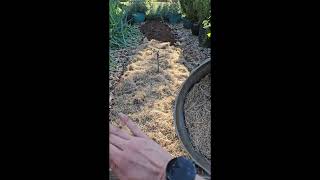 Winter Garden Mulch With Grass Clippings shorts gardeningvideos garden vegetablegarden [upl. by Yolanda873]