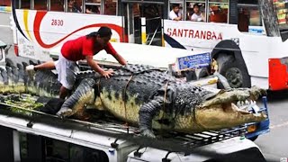 This is The Largest Crocodile in History [upl. by Killoran]