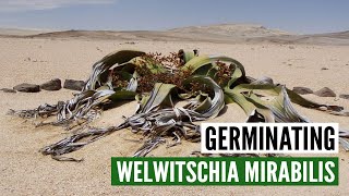 Germinating Welwitschia Mirabilis  Facts amp myths [upl. by Notsob]