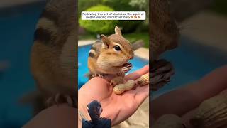 The family rescued the same squirrel again squirrely animals squirrel squirrelrescue pets [upl. by Ibbob]