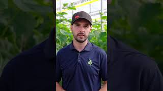 Why This Grower Enjoys Working With Ridder [upl. by Sherrard]