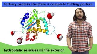 Protein Structure [upl. by Percy312]