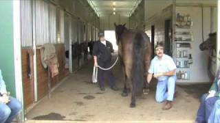 Horse MassageWorking with the Horses Hind Legs using The Masterson Method® [upl. by Aloiv476]