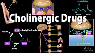 Cholinergic Drugs  Pharmacology Animation [upl. by Fionna250]