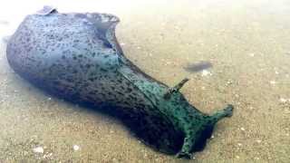 The California Sea Hare  Aplysia californica [upl. by Earased]