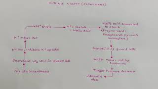 POTASSIUM ION PUMP HYPOTHESIS FOR STOMATA MOVEMENT [upl. by Anner]