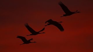 Crane migration at Lac du DerChantecoq France [upl. by Aseuqram]