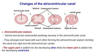 Development congenital heart Interatrial septum Interventricular septum Bulbus cordis Sinus venosus [upl. by Danby]