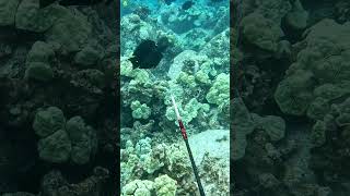 Spearfishing Dos and Donts  Shoot at an Angle on Fish Moving Away  Big Island of Hawaii [upl. by Aleacin]