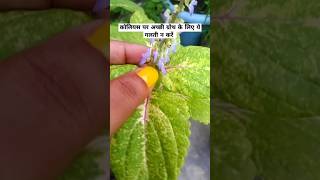 Coleus Care Tips coleus shadeloveingplants gardningtips gardening garden [upl. by Ardnaeel]