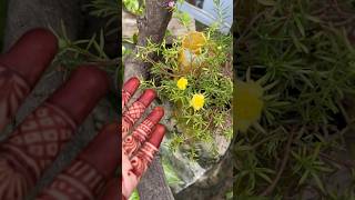 Portulaca Purslane Varieties in my Garden 🌿💕 [upl. by Gertrud]