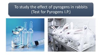 Pyrogen Testing [upl. by Naeroled]