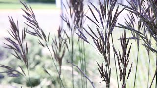 SMOOTH BROME Bromus inermis [upl. by Jerad641]