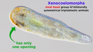 Phylum Xenacoelomorpha and an Introduction to Nephrozoa [upl. by Ornstead]