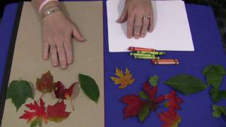 Leaf Rubbings [upl. by Nove]