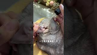 Ear mites definitely cannot heal on their own don’t delay this bottle is enough cute pets tips [upl. by Yborian]