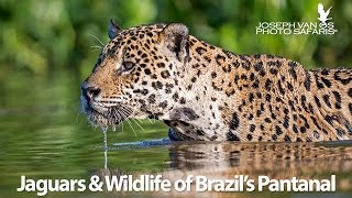 Jaguars amp Wildlife of Brazils Pantanal  Photo Tour [upl. by Nahtaj392]