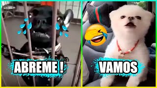 Animales Graciosos Que Hablan 😂 Parte 4 [upl. by Aubigny908]