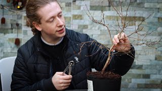 Working on a Buttercup Witch Hazel  Creating Taper in Bonsai [upl. by Ognimod]