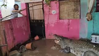 Crocodile rescued from house after floods in Vadodara India [upl. by Latsyrd]