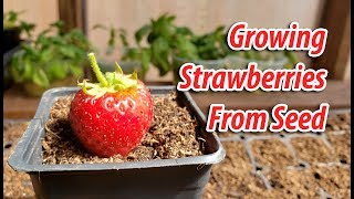 How To Growing Strawberries From Seeds 2019 [upl. by Liamaj469]