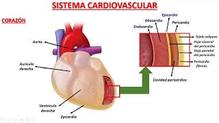 Histología del Corazón 1 [upl. by Yelsna]