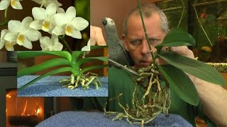 Phalaenopsis Wurzelschnitt der Orchidee [upl. by Elodea]