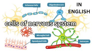 cells of nervous system Neuroglia Oligodendrocytes Astrocytes Microglia Ependymal Schwann Satellite [upl. by Lyckman518]