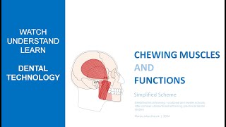 Chewing muscles and functions  simplified scheme [upl. by Yseulte]