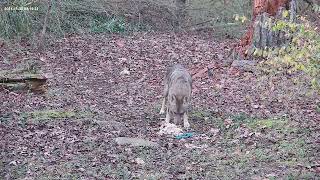 Thankful Coyote feasts on Turkey [upl. by Mahmud333]