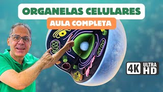 ORGANELAS CITOPLASMÁTICAS Funções e Estruturas do Citoplasma CiênciaTraduzida com Professor Hilton [upl. by Janel]