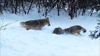 American Badger vs Coyotes [upl. by Irb]