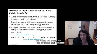 91 Cellular Respiration [upl. by Northrop907]
