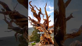 The Oldest Trees on Earth shorts [upl. by Wootten]